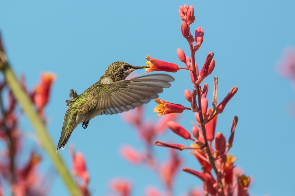 image of hummingbird